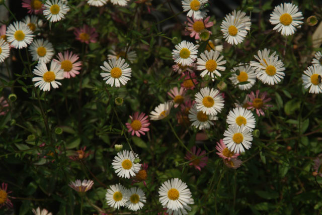 Erigeron karvinskianusFijnstraal bestellen